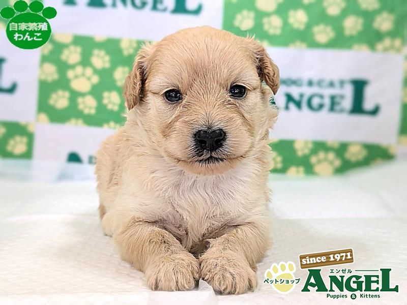 ミックス 犬（Mix）