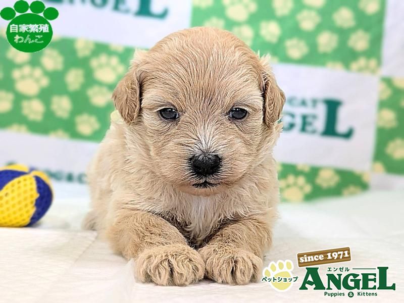 ミックス 犬（Mix）