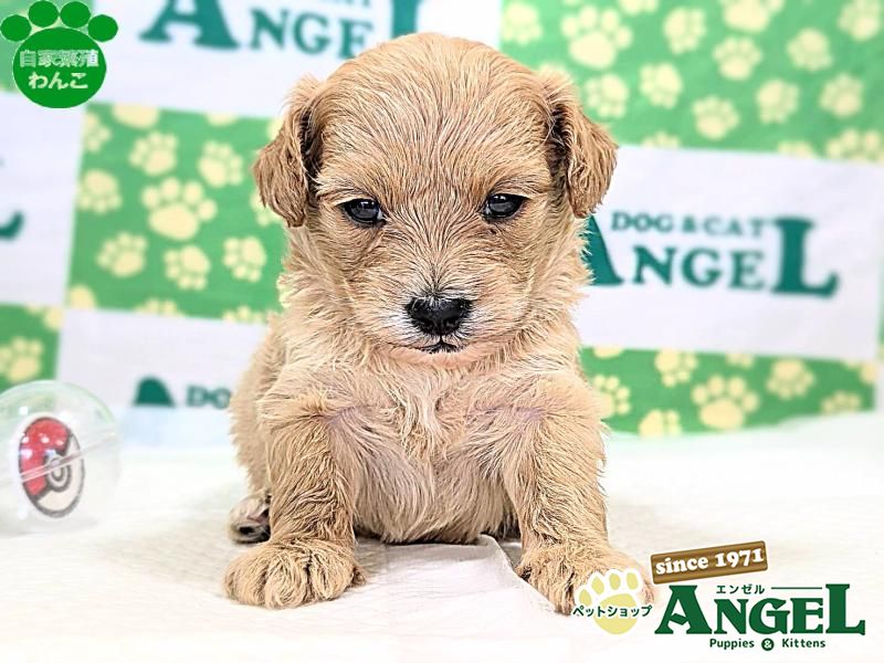 ミックス 犬（Mix）