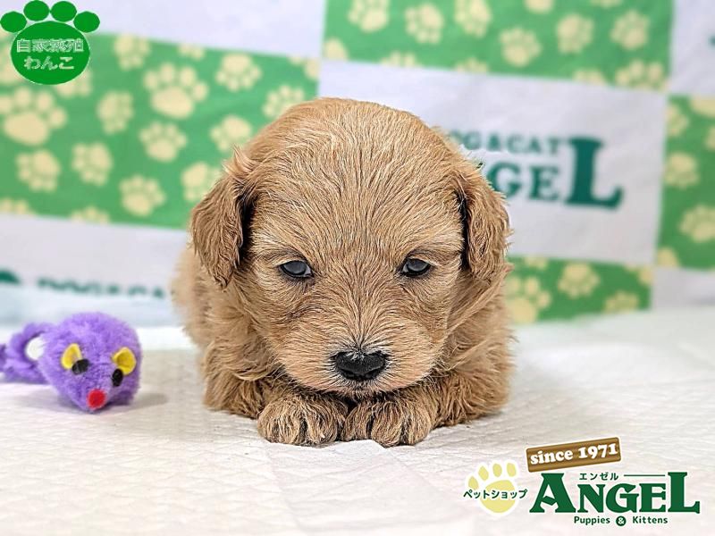 ミックス 犬（Mix）