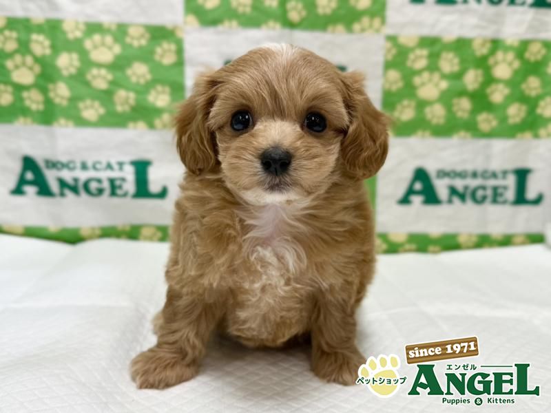 ミックス 犬（Mix）