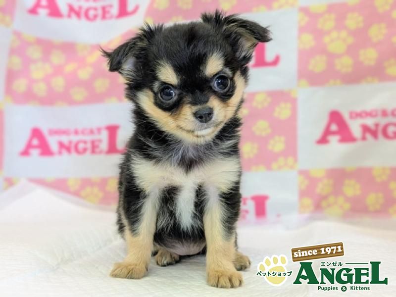 チワワ・ロング