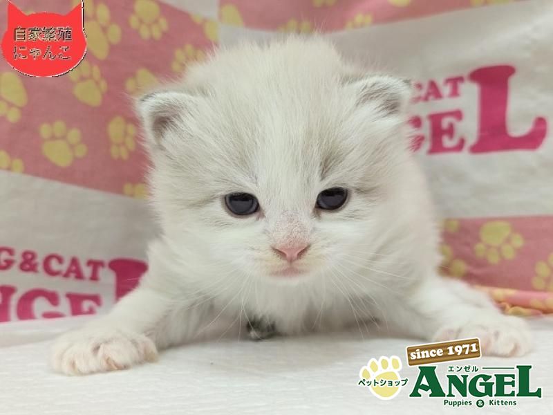 ミックス 猫（Mix）