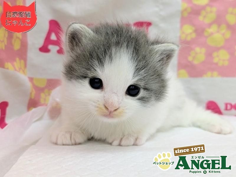 ミックス 猫（Mix）