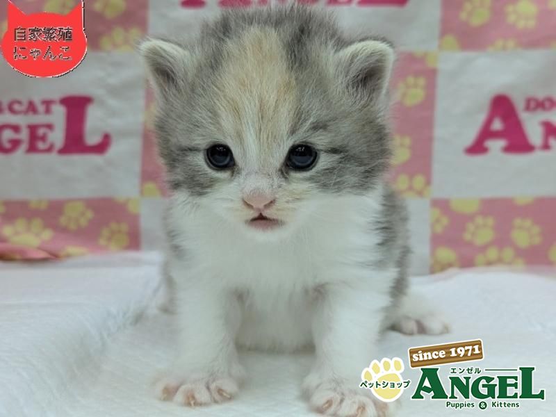 ミックス 猫（Mix）