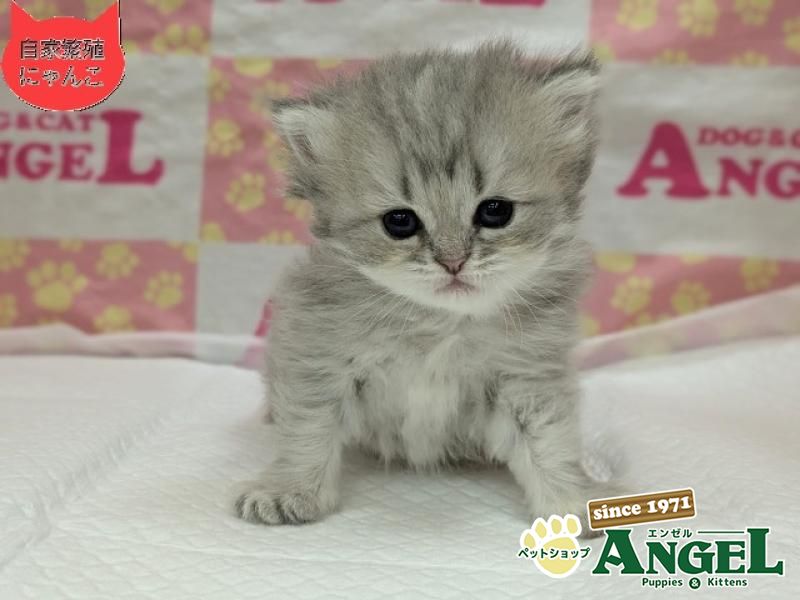 ミックス 猫（Mix）