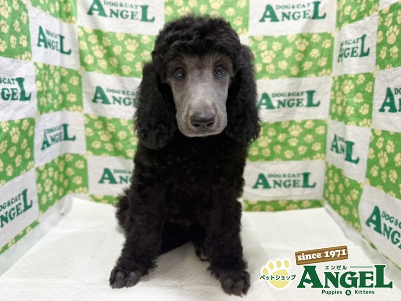 スタンダードプードル