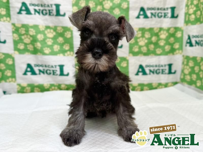 ミニチュアシュナウザー