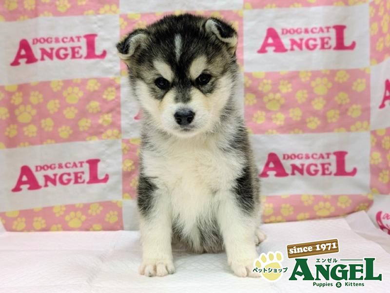 ミックス 犬（Mix）