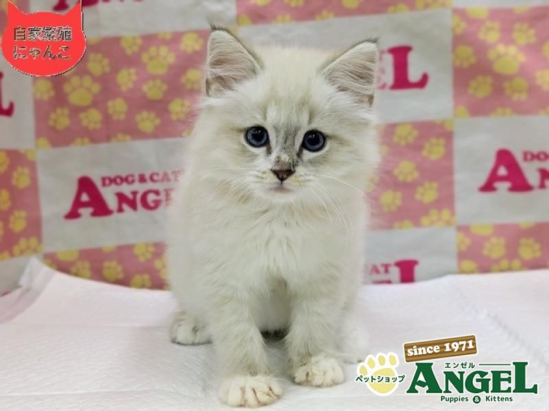 ネヴァマスカレード