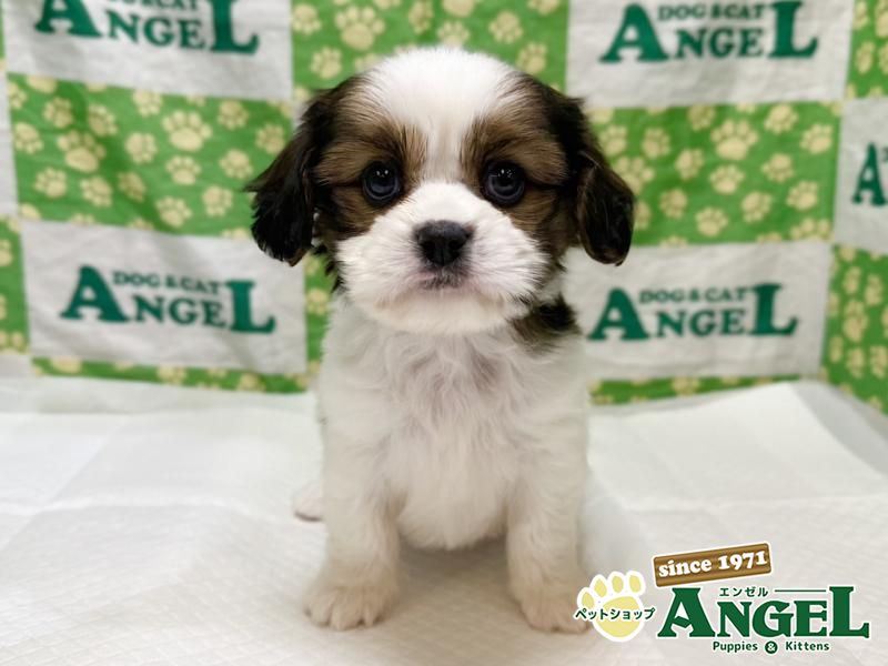 ミックス 犬（Mix）