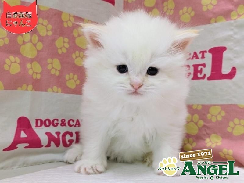 ミックス 猫（Mix）