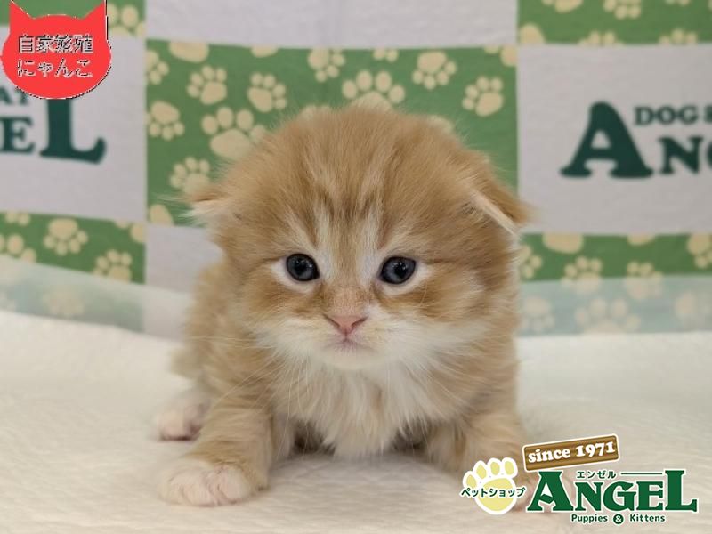 スコティッシュフォールド