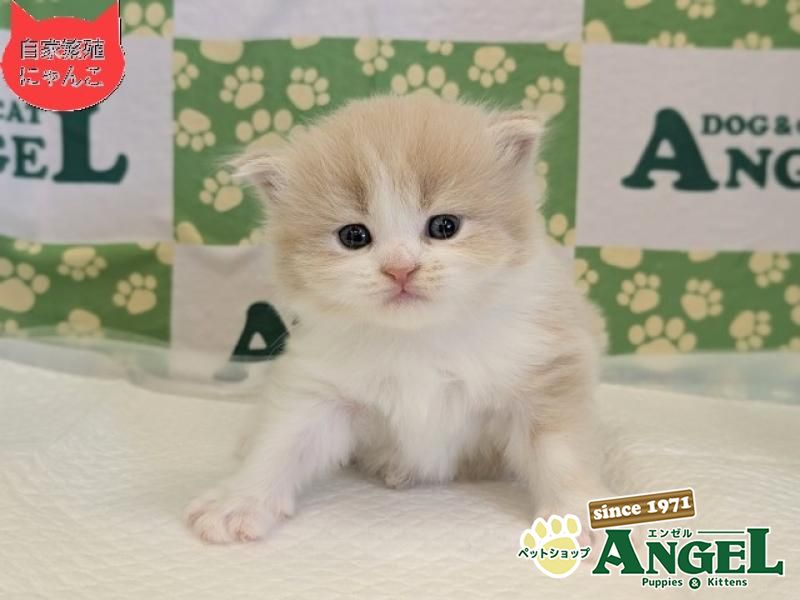 スコティッシュフォールド