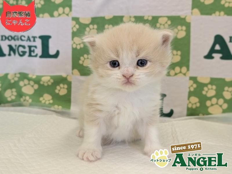 スコティッシュフォールド