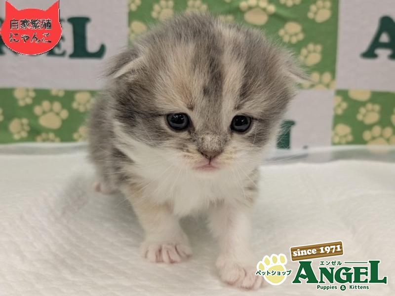 スコティッシュフォールド