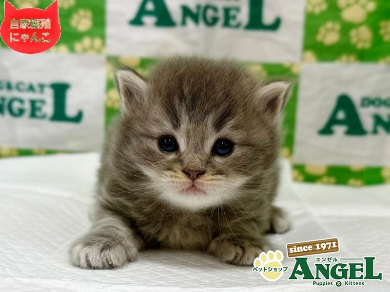 ミックス 猫（Mix）