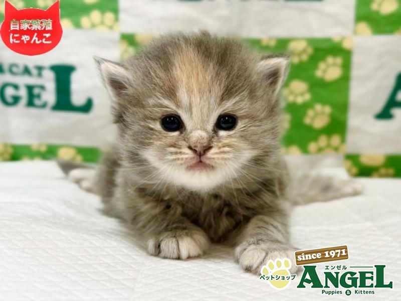 ミックス 猫（Mix）