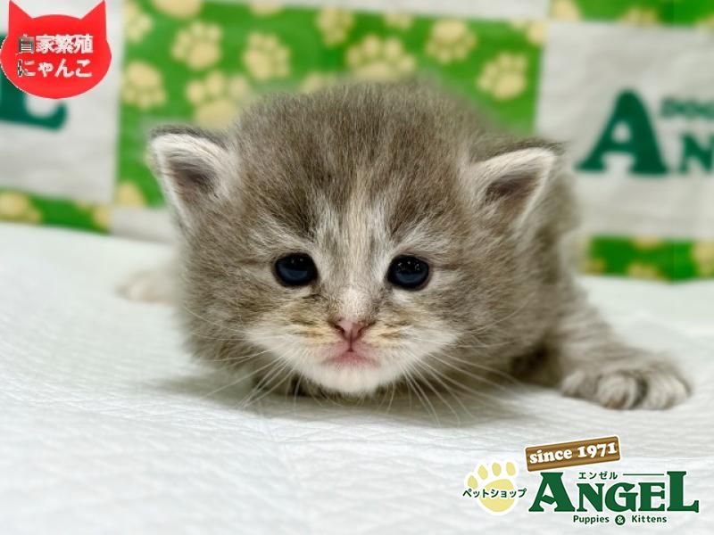 ミックス 猫（Mix）