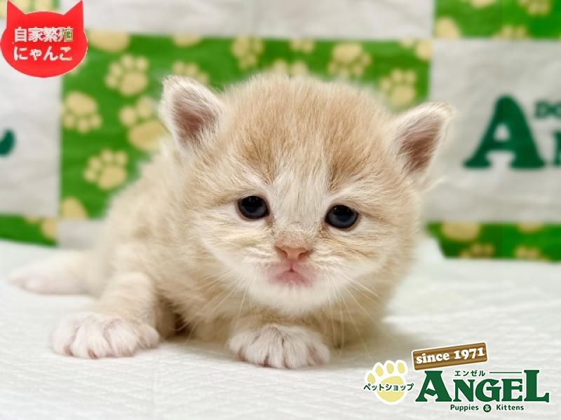 ミックス 猫（Mix）