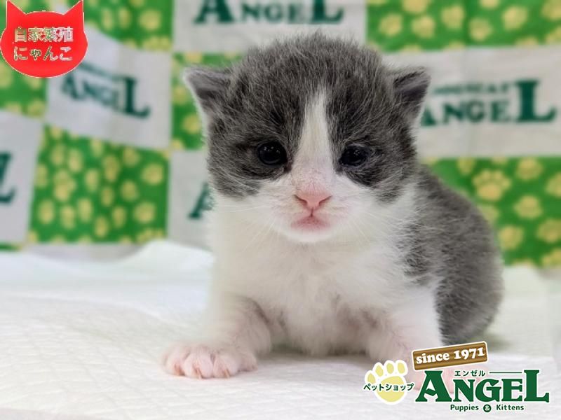 ミックス 猫（Mix）