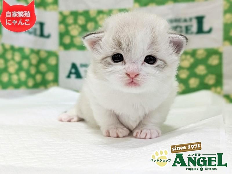 ミックス 猫（Mix）