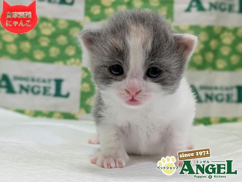 ミックス 猫（Mix）