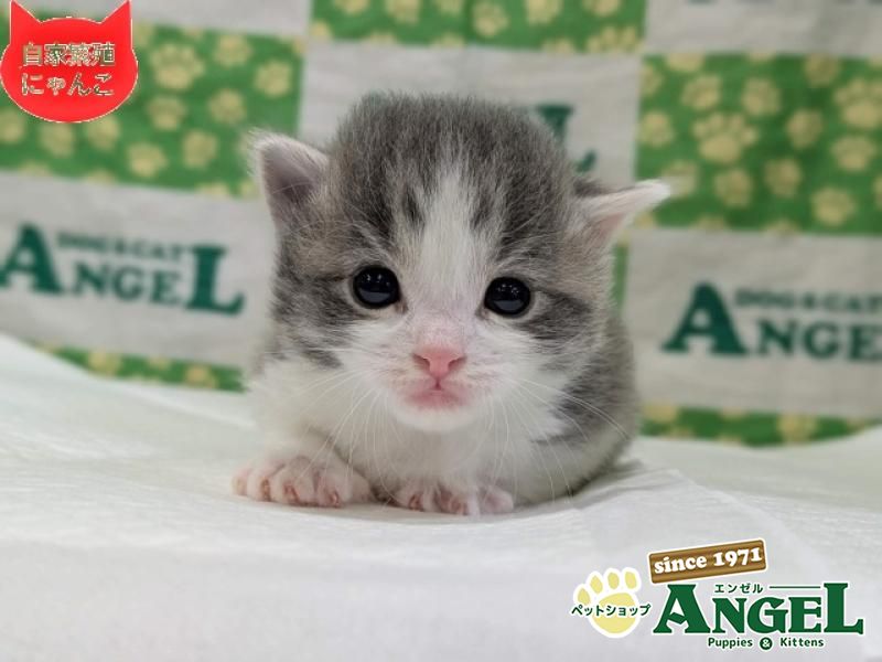 ミックス 猫（Mix）