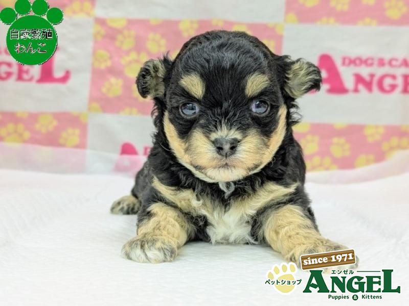 ミックス 犬（Mix）