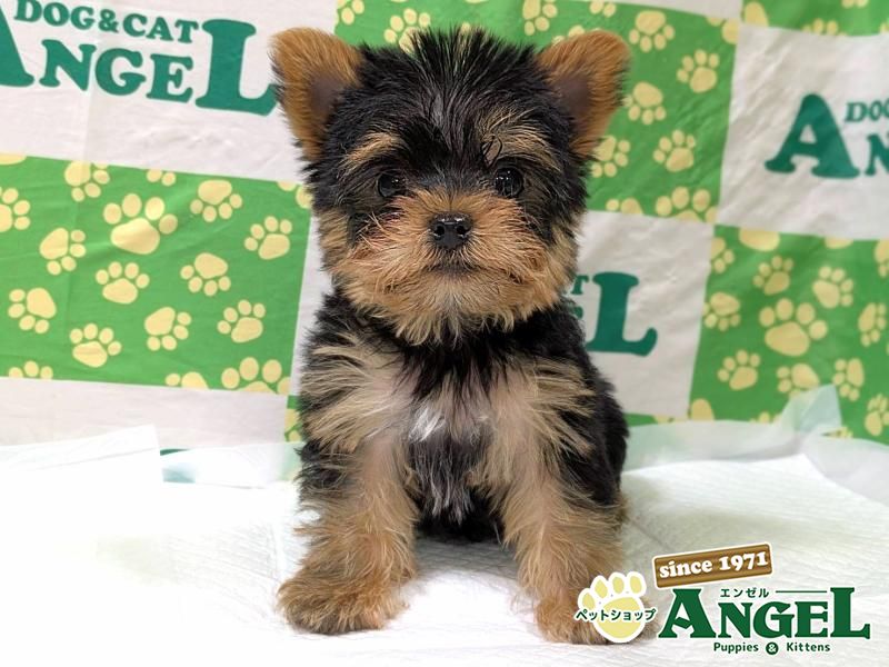 ヨークシャーテリア