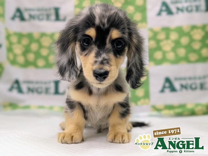 ミニチュアダックス