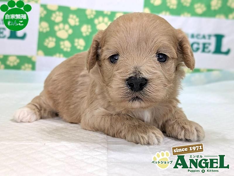 ミックス 犬（マルプー）