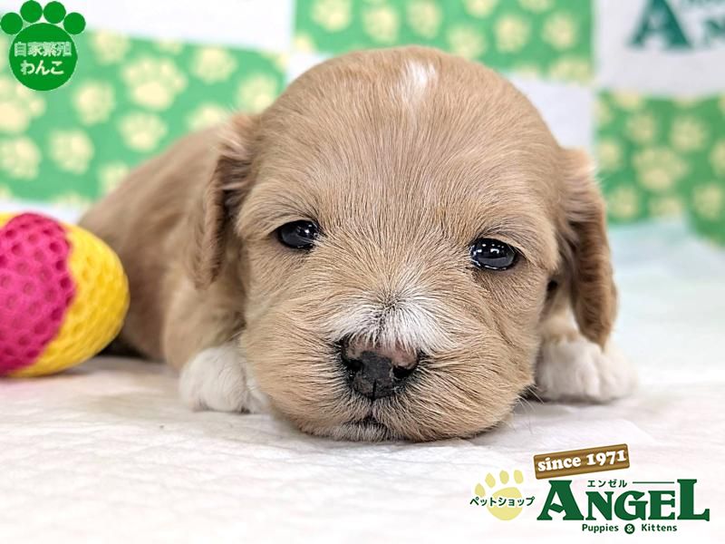 ミックス 犬（マルプー）