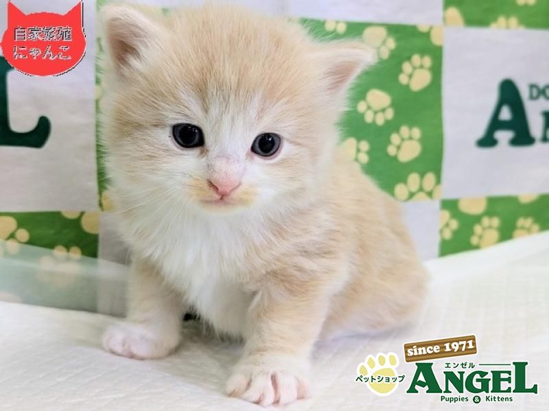 ミックス 猫（Mix）