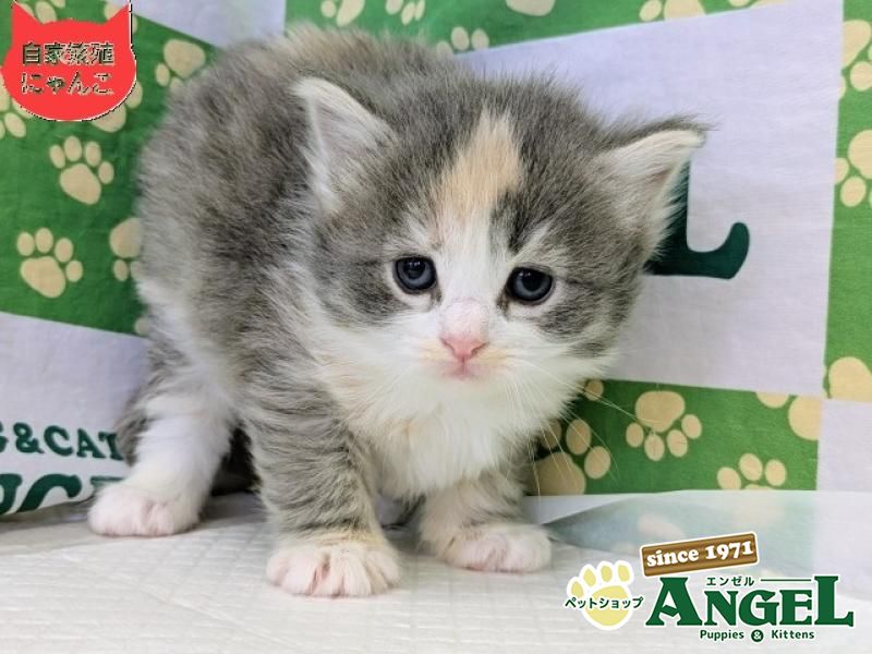 ミックス 猫（Mix）