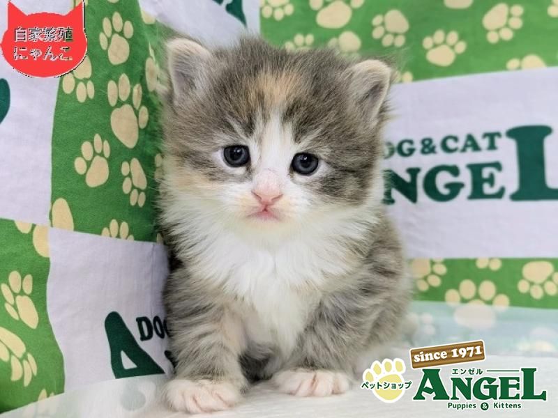 ミックス 猫（Mix）