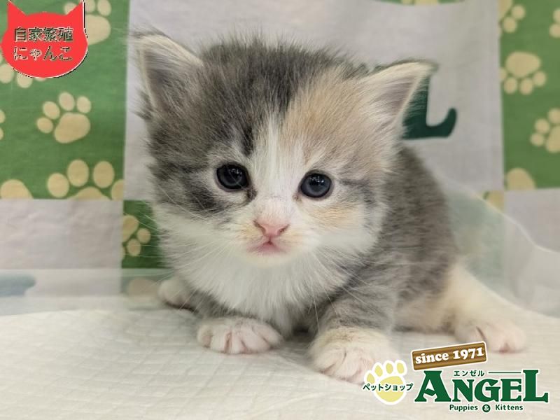 ミックス 猫（Mix）