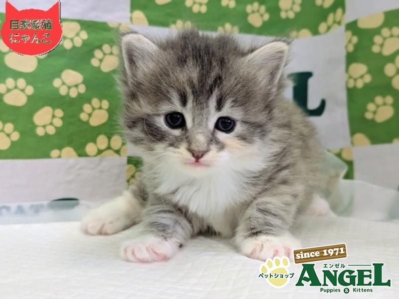 ミックス 猫（Mix）