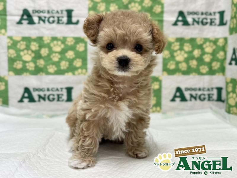 ミックス 犬（Mix）