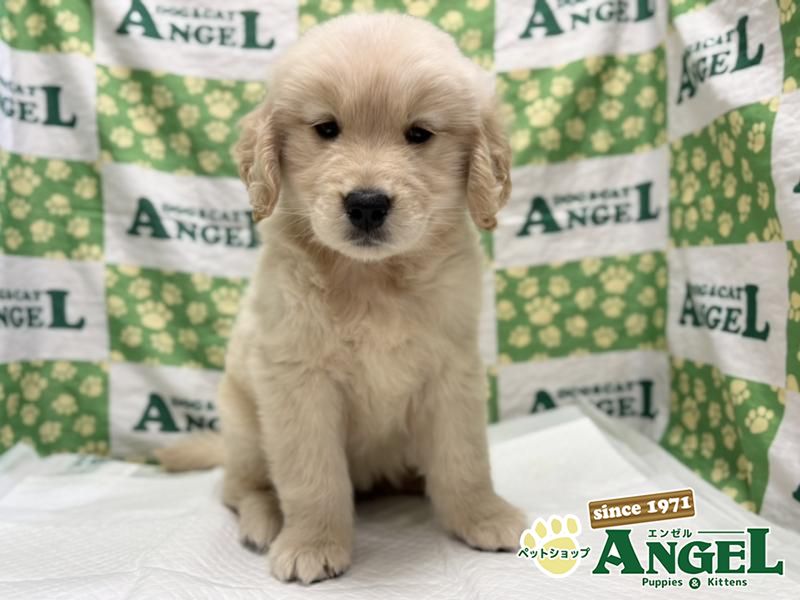 ゴールデンレトリバー