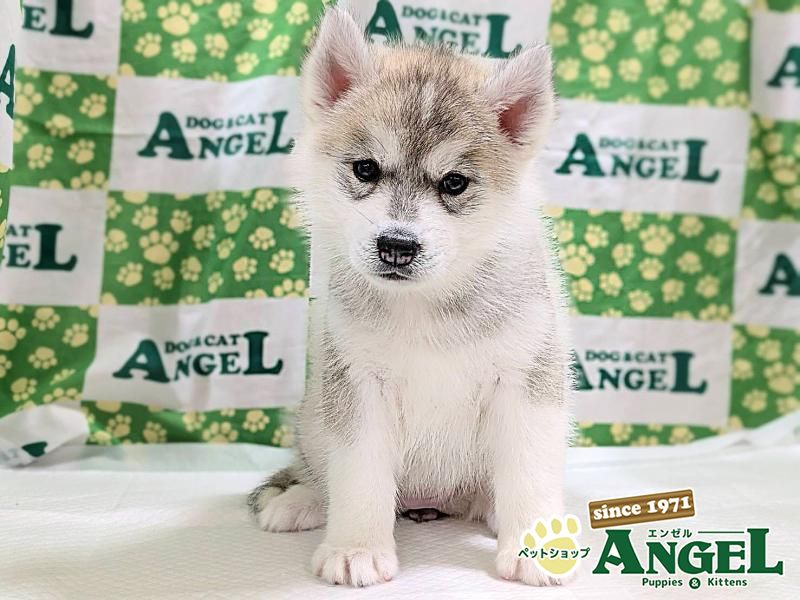 シベリアンハスキー