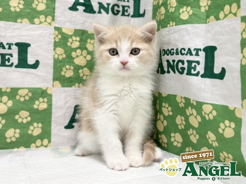 スコティッシュフォールド