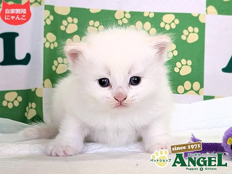 ミックス 猫（Mix）