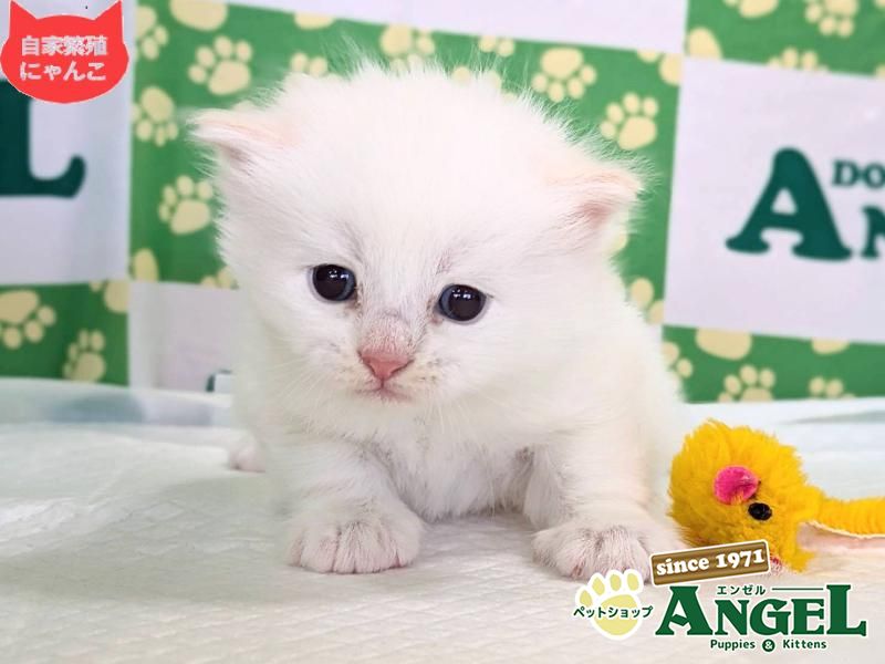 ミックス 猫（Mix）