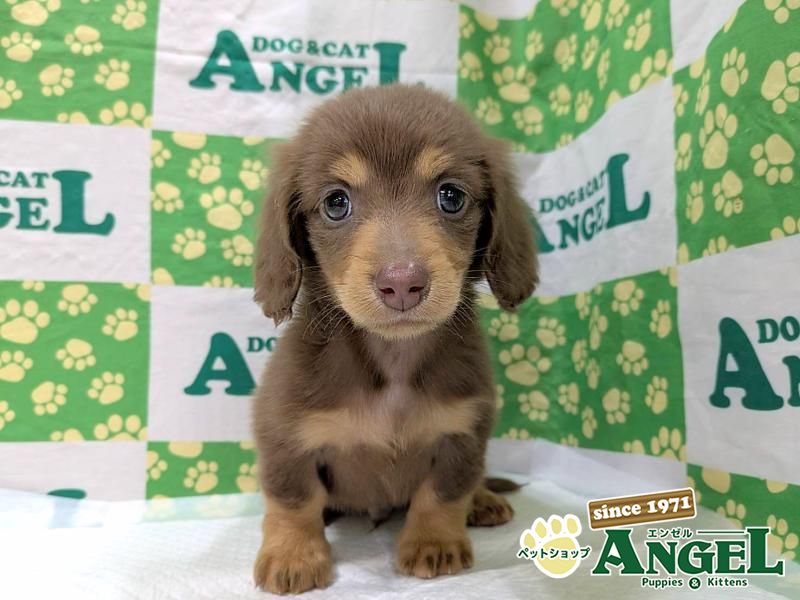 ミニチュアダックス