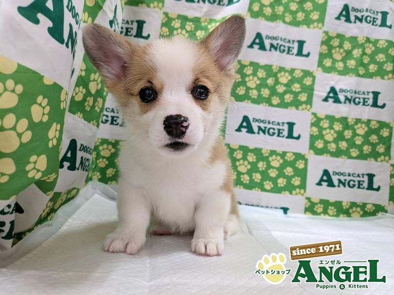 ウェルシュコーギー