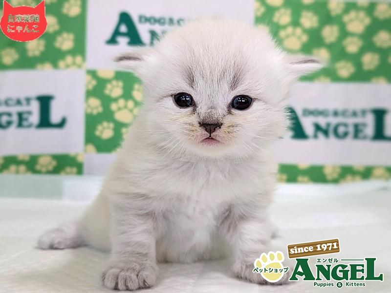 ネヴァマスカレード