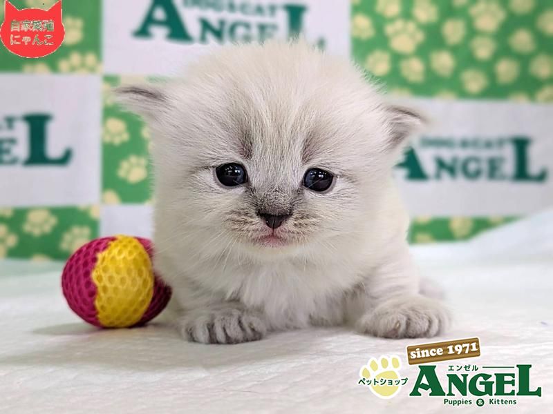 ネヴァマスカレード