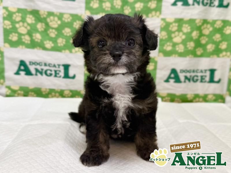 ミックス 犬（Mix）