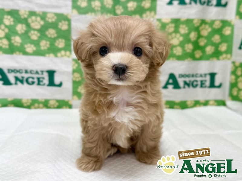 ミックス 犬（マルプー）